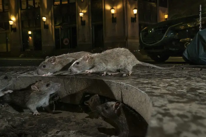 On Pearl Street, in New York’s Lower Manhattan, brown rats scamper between their home under a tree grille and a pile of garbage bags full of food waste.